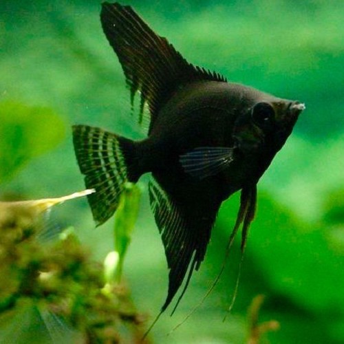 Pterophyllum scalare - Segelflosser schwarz M